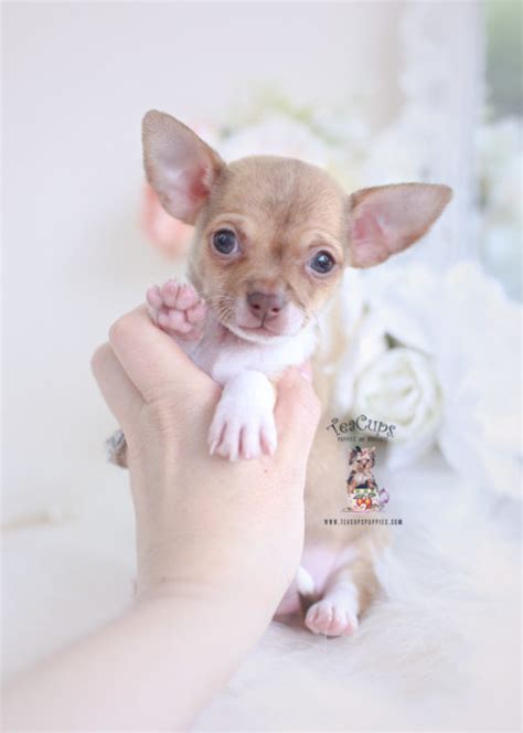 On wuuff all the puppies for sale are raised by experienced breeders who are focused on the three pillars of quality, health and love for their dogs. Teacup Chihuahuas and Chihuahua Puppies For Sale by ...
