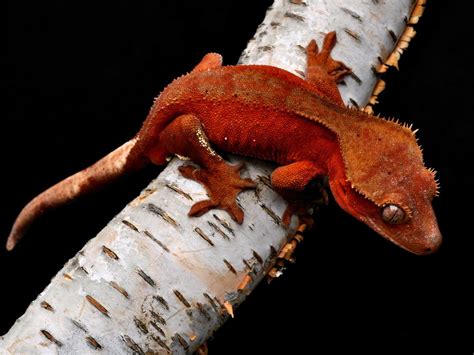 Crested Geckos Wallpapers Wallpaper Cave