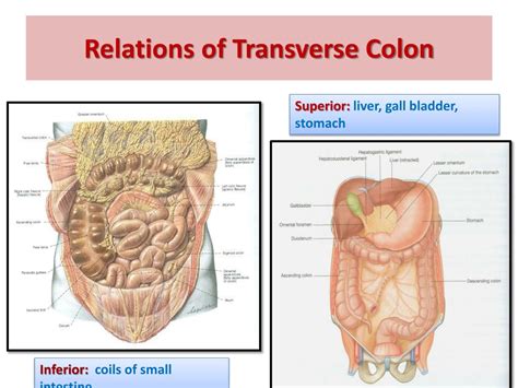 Transverse Colon Diagram