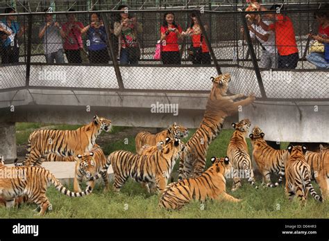 Chinese Man Throws A Live Chicken To Tigers In The Siberian Tiger Park