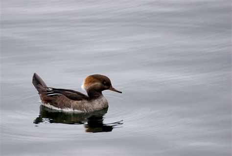 Victoria Daily Photo Hooded Merganser Lophodytes Cucullatus