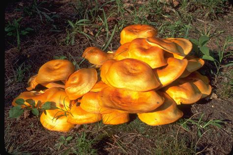 Jack O Lantern Mushroom Omphalotus Illudens Agaricales Marasmiaceae