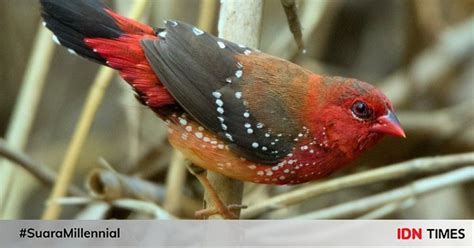 Maybe you would like to learn more about one of these? 5 Fakta Burung Pipit Benggala, Si Merah Totol yang Suka Padi