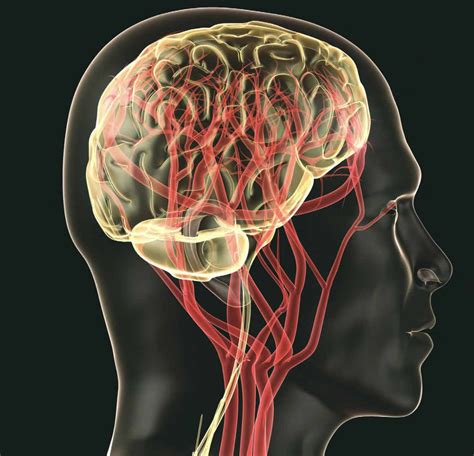 Brain-Behaviour Unit (BBU) | Faculty of Health Sciences