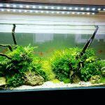 Rumah mewah pastinya memilih produk yang berkualitas dan bagus. 26 Model Aquarium Ikan Hias Minimalis Terbaru 2021 | Dekor ...
