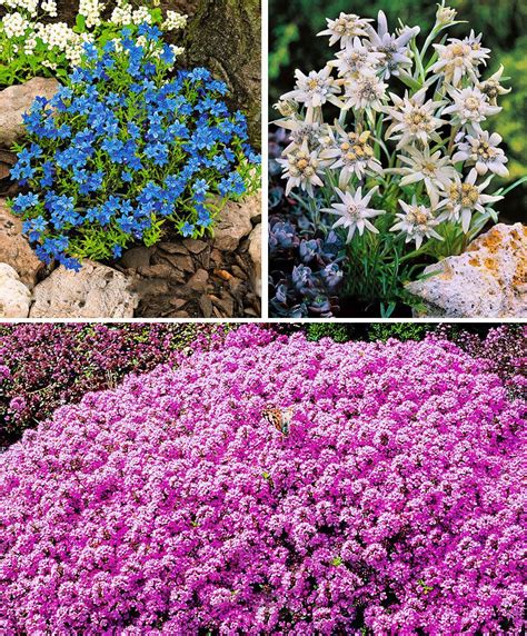 Offering a wide range of ground cover plants for delivery to anywhere in the uk through our secure as dependable, low maintenance plants which solve many landscaping problems quickly and easily be sure to weed thoroughly before planting as any weeds that remain will be much more difficult to. 13 Ground Covers in 3 varieties | Plants from Bakker ...