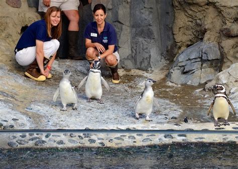 Baby Penguins Aquarium Of The Pacific The La Beat