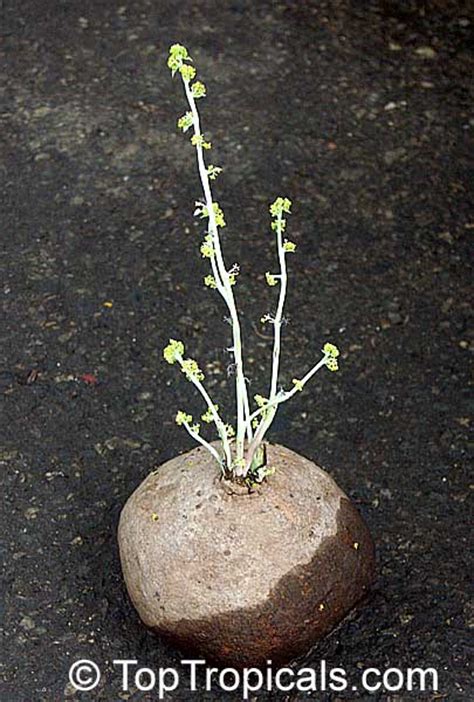 This video is all about the stephania erecta an absolute favorite in. Stephania erecta, Stephania - TopTropicals.com