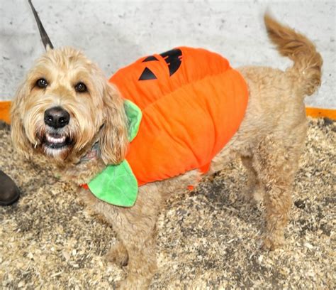 IN PHOTOS: Walkerton's Little Royal Fair 2023