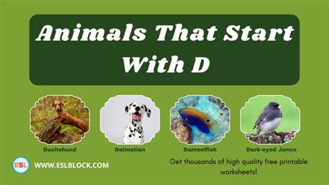 Animals That Start With D English As A Second Language