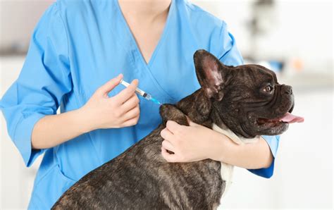 Low Cost Pet Vaccinations An Affordable Way To Care For Your Pet Ask