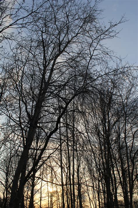 Free Images Landscape Tree Nature Forest Branch Winter Sky
