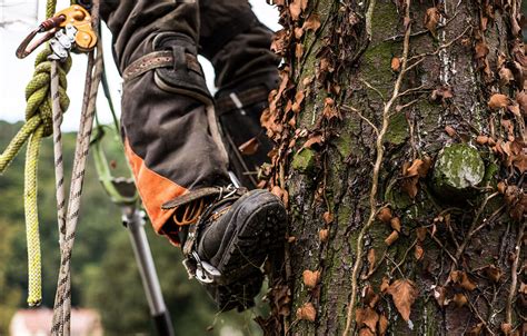 Kamloops Tree Services Twin Rivers Tree Service And Landscaping