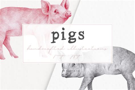 Hand Drawn Pigs Illustrations Buy Handcrafted Illustrations By
