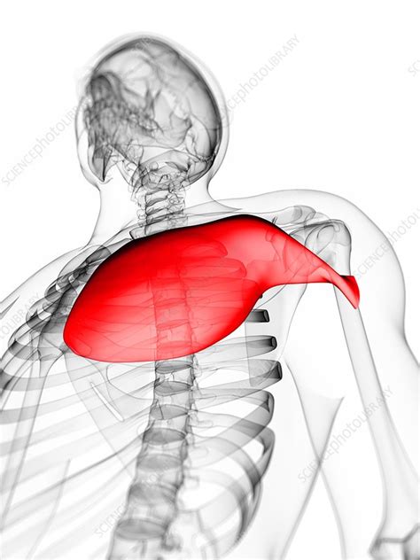 Chest Muscle Artwork Stock Image F0063430 Science Photo Library
