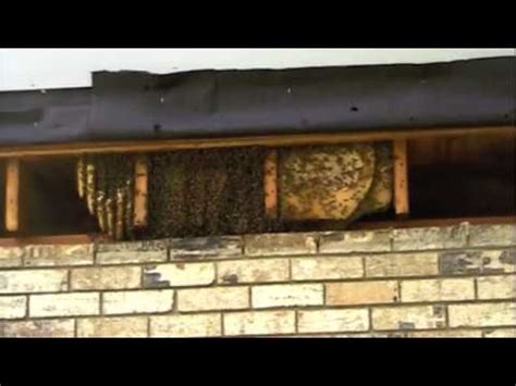 Three Honey Bee Colonies Removed Part One - YouTube