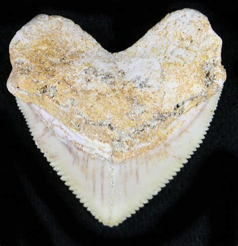 Nice Squalicorax Crow Shark Fossil Tooth For Sale 23513