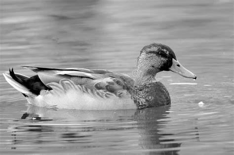 White And Black Mallard Duck Picture Image 276976