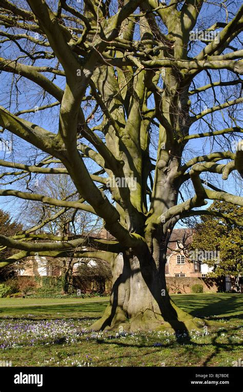 Large Beech Tree In Grounds Of Tewkesbury Abbey Gloucestershire Stock