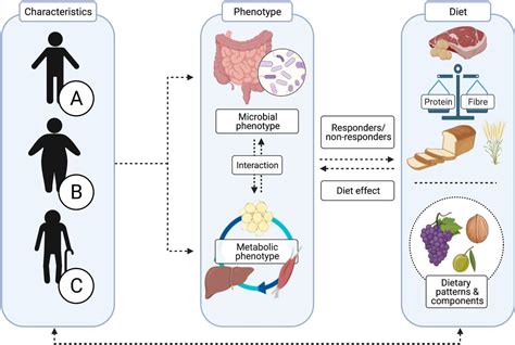 Dietary Macronutrients And The Gut Microbiome A Precision Nutrition