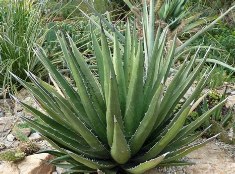 48 products online at nurserylive. Agave Lechuguilla - Desert Horizon Nursery