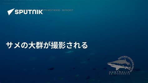 サメの大群が撮影される 2017年11月3日 Sputnik 日本