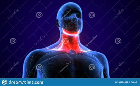 3d Illustration Of Human Neck Muscle Anatomy For The Education Stock