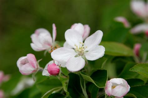 The mass of such flowers on a single plant. apple blossom - Wiktionary