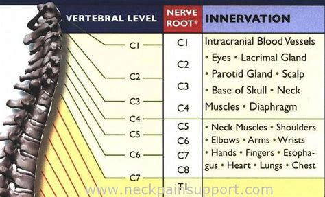 C1 C7 Nerve Root Innervation