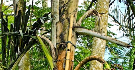 Maybe you would like to learn more about one of these? Gula Aren: Gula Aren