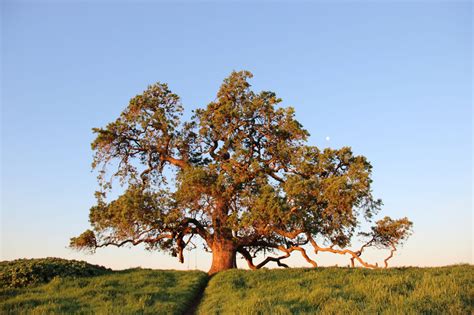Free Stock Photo Of Large Oak Tree On Field Of Grass