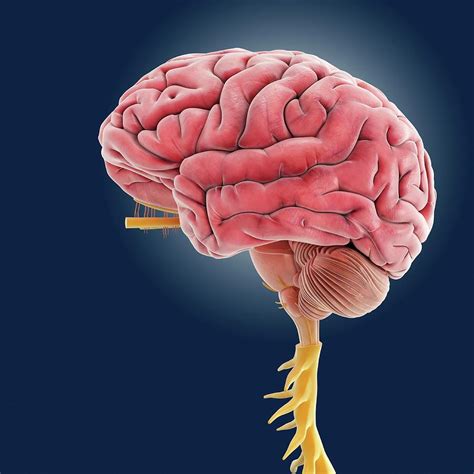 Central Nervous System Photograph By Springer Medizinscience Photo