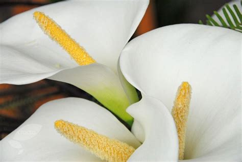 Buy Arum Lily Zantedeschia Aethiopica Delivery By Crocus