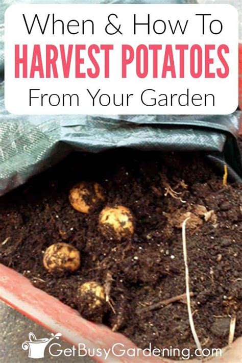 Know what variety of carrots you planted. When And How To Harvest Potatoes in 2020 | When to harvest ...