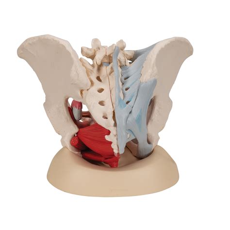 The pelvic bones are smaller and narrower. Anatomical Teaching Models - Plastic Human Pelvic Models ...