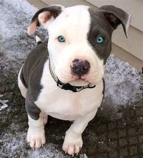 A pitbull pregnancy lasting for 72 days or longer is not normal. Gorgeous boy in 2020 | Cute baby animals, Baby animals ...