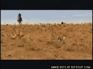 We have collected the funniest and cutest of them in our collection of animated pictures. Herding Cats GIF - Herding Cats - Discover & Share GIFs