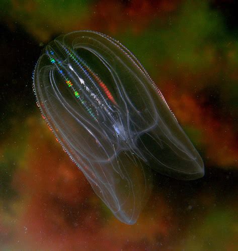 Sea Walnut Jellyfish Of The Cape Fear Region Nc · Inaturalist