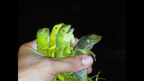 Baby Iguanas Wild Caught From Florida Youtube