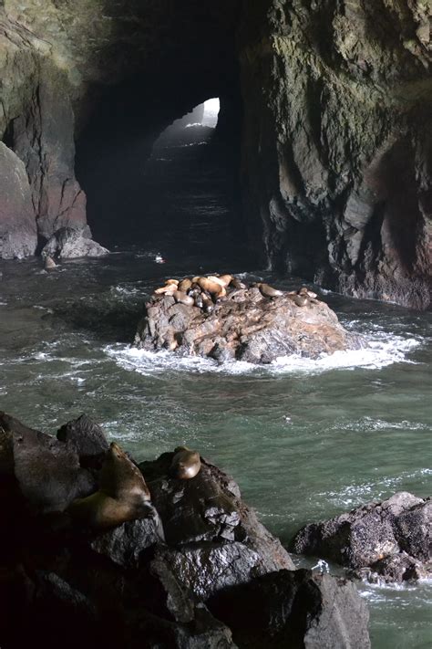 Hours may change under current circumstances Oregon Coast - Sea Lion Caves | Places I've Been and Miss ...