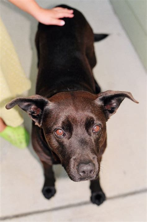 No, i don't mean mentally either! Causes and Solutions for Dog Head Shaking | PetHelpful