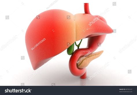Stomach Liver Pancreas Isolated On White Stock Illustration 89792167