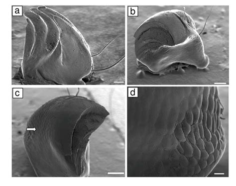 Mandibular Morphology And Ultrastructure Of First And Last Instar Download Scientific Diagram