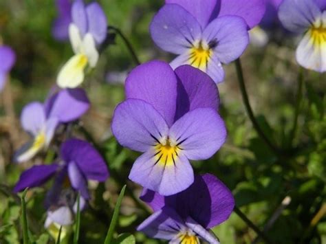 Fiore viola a petali, fiori, viola, macro, piante, natura, viole, fiori viola, fiori bianchi, luce solare, sfondo hd. Il significato della viola del pensiero - Significato fiori - Significato viola del pensiero