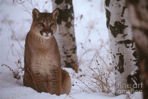 Cougar Photograph By Art Wolfe Fine Art America