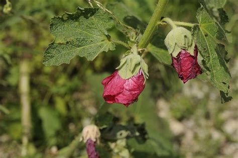 Il rhyncospermum jasminoides è una pianta rampicante sempreverde che da maggio a giugno si copre di fiori bianchi a forma di stella piccoli e molto profumati. Pianta con fiori rosso porpora : Alcea rosea , Forum ...