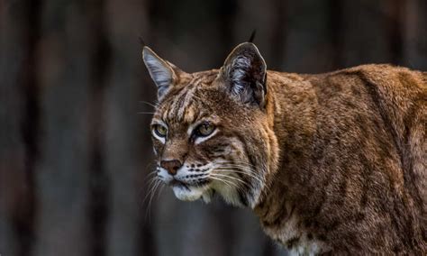 Bobcats In Arkansas Types And Where They Live A Z Animals