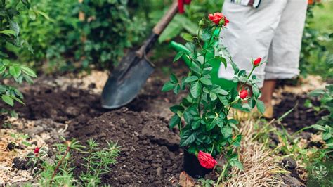 Transplanting Rose Bushes A Step By Step Guide A Guide To Caring For