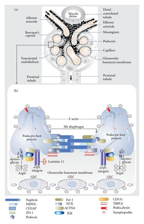 Schematic Representation Of Glomerular Filtration Barrier Components Download Scientific