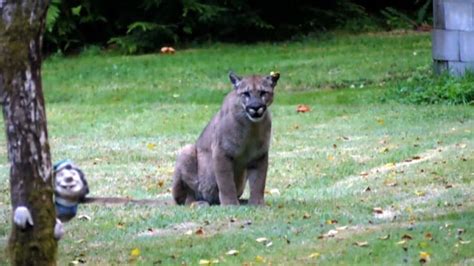 Jogger Uses Rock To Battle Attacking Cougar On Vancouver Island Ctv News